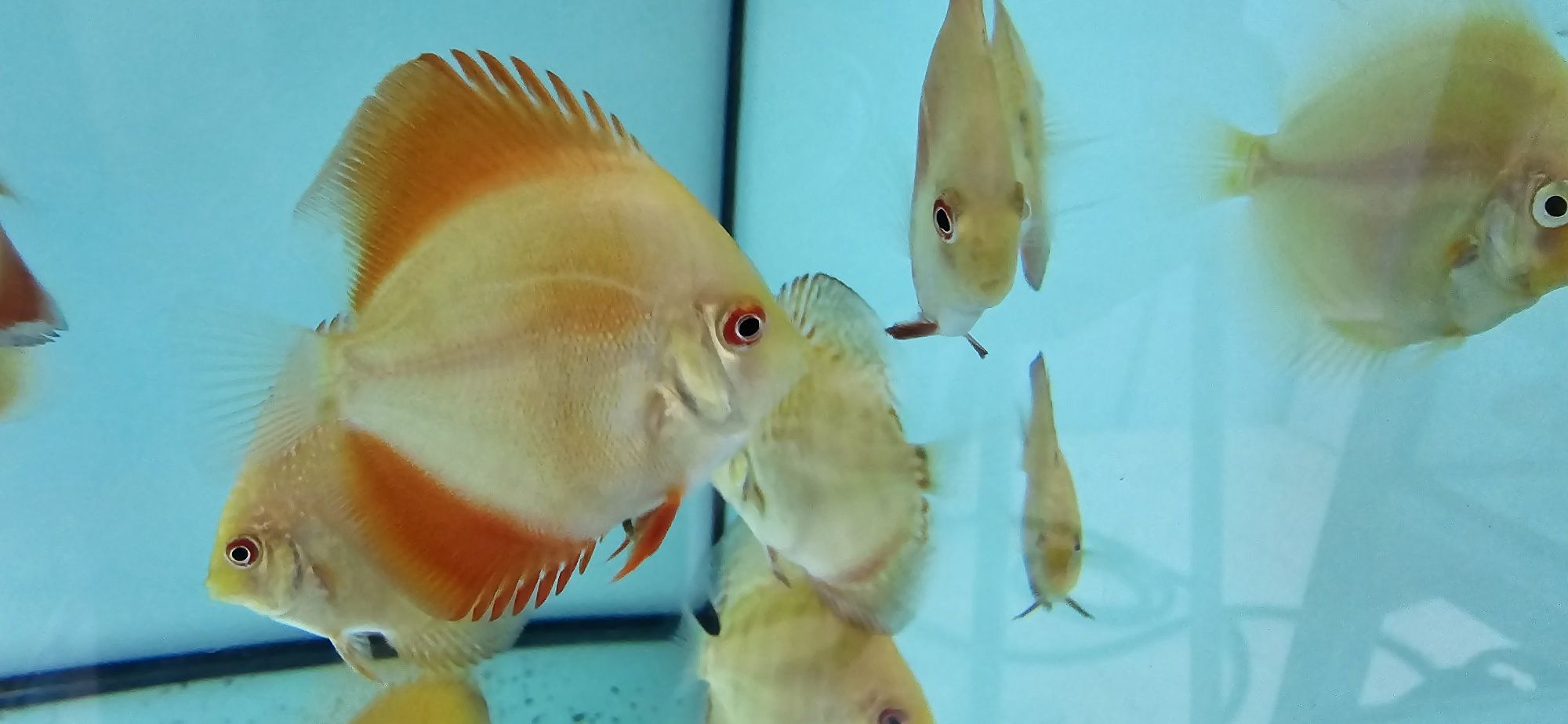 Discus disponíveis