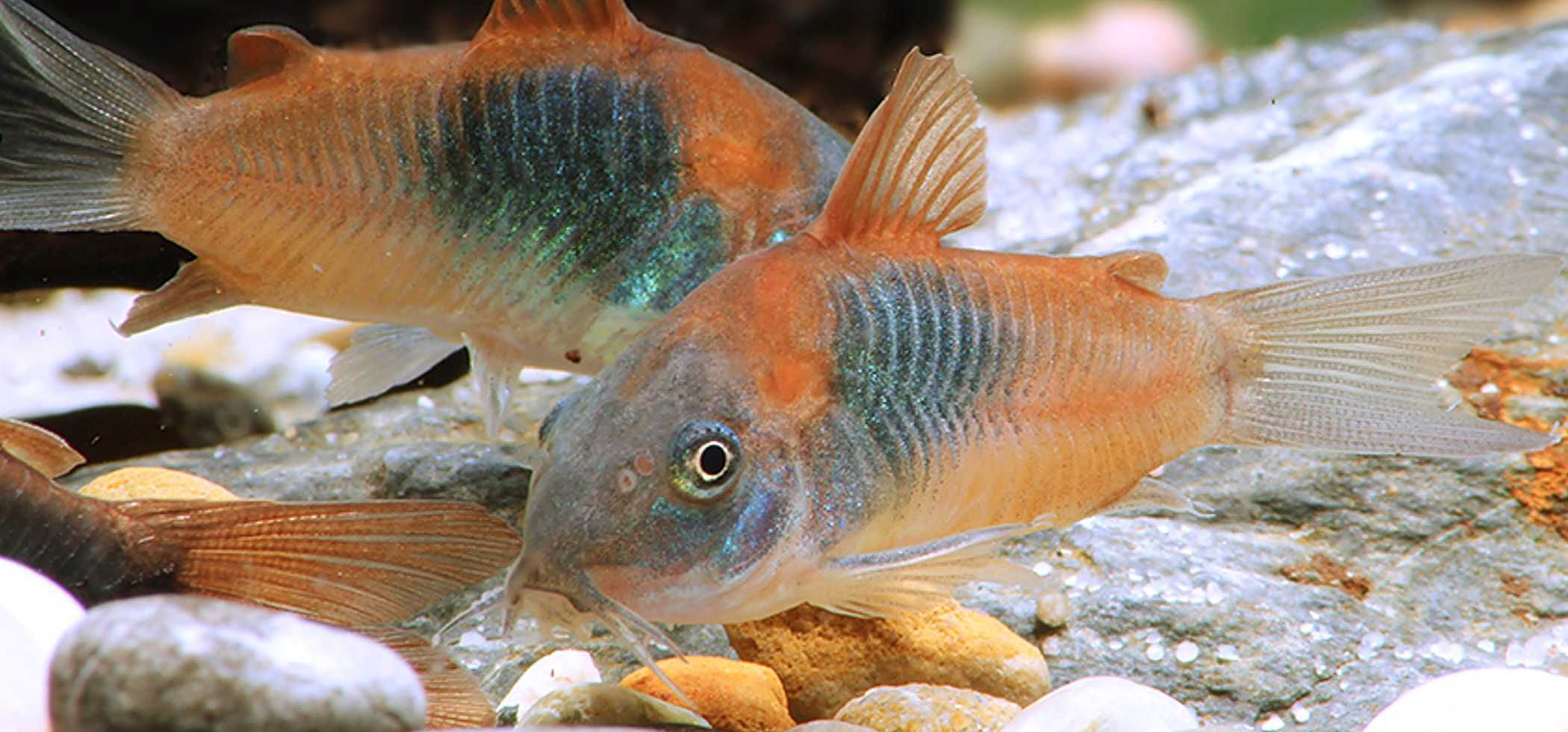 Kirysek wenezuela orange - Corydoras aeneus - Kirys venezuela