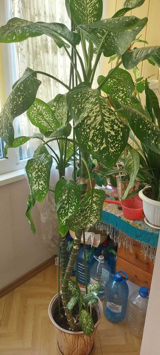 Вазон Дифенбахія