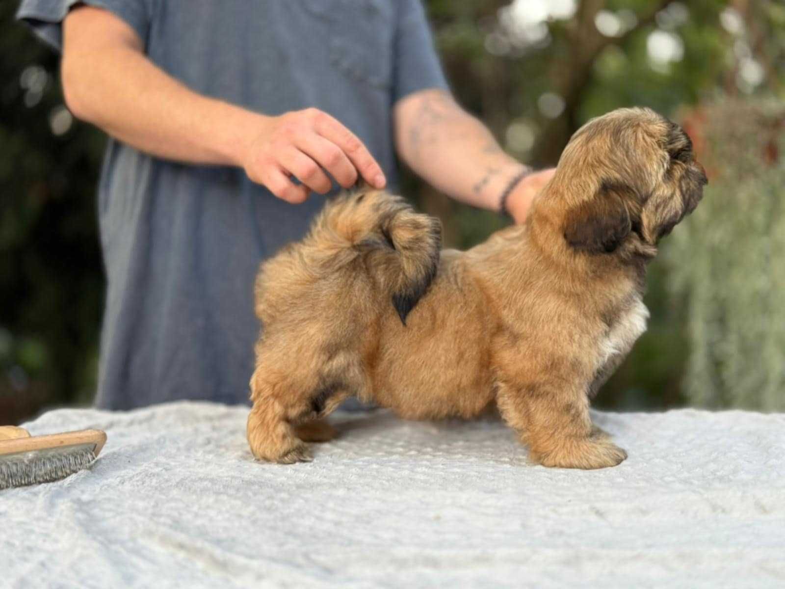 Unikatowy piesek Shih Tzu!  Gotowy DO ODBIORU!
