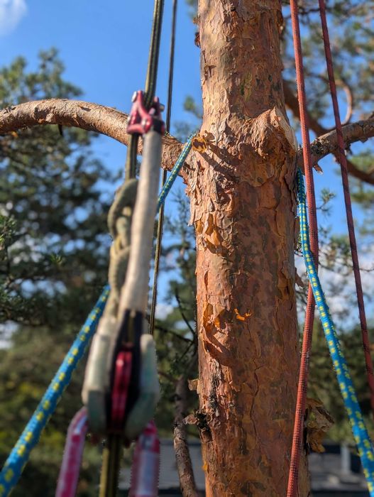 Wycinka i pielęgnacja drzew, ogrodnik, odśnieżanie dachów, frezowanie