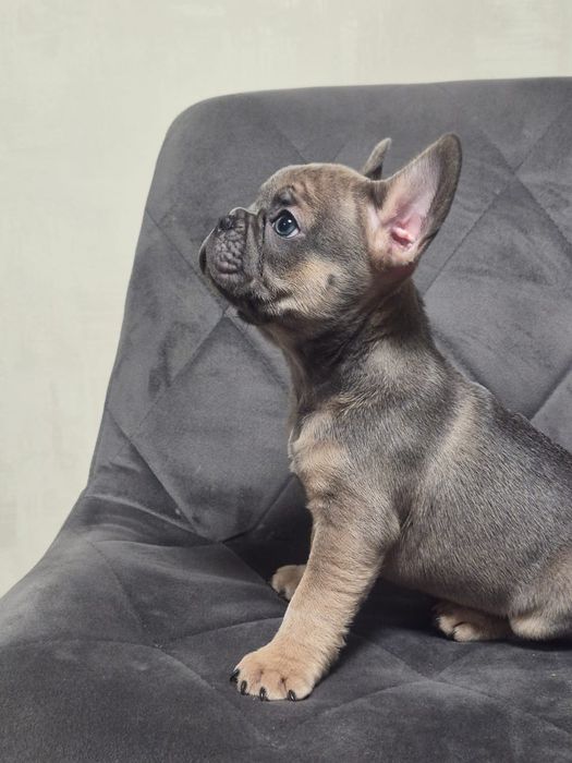 Цуценята французького бульдога