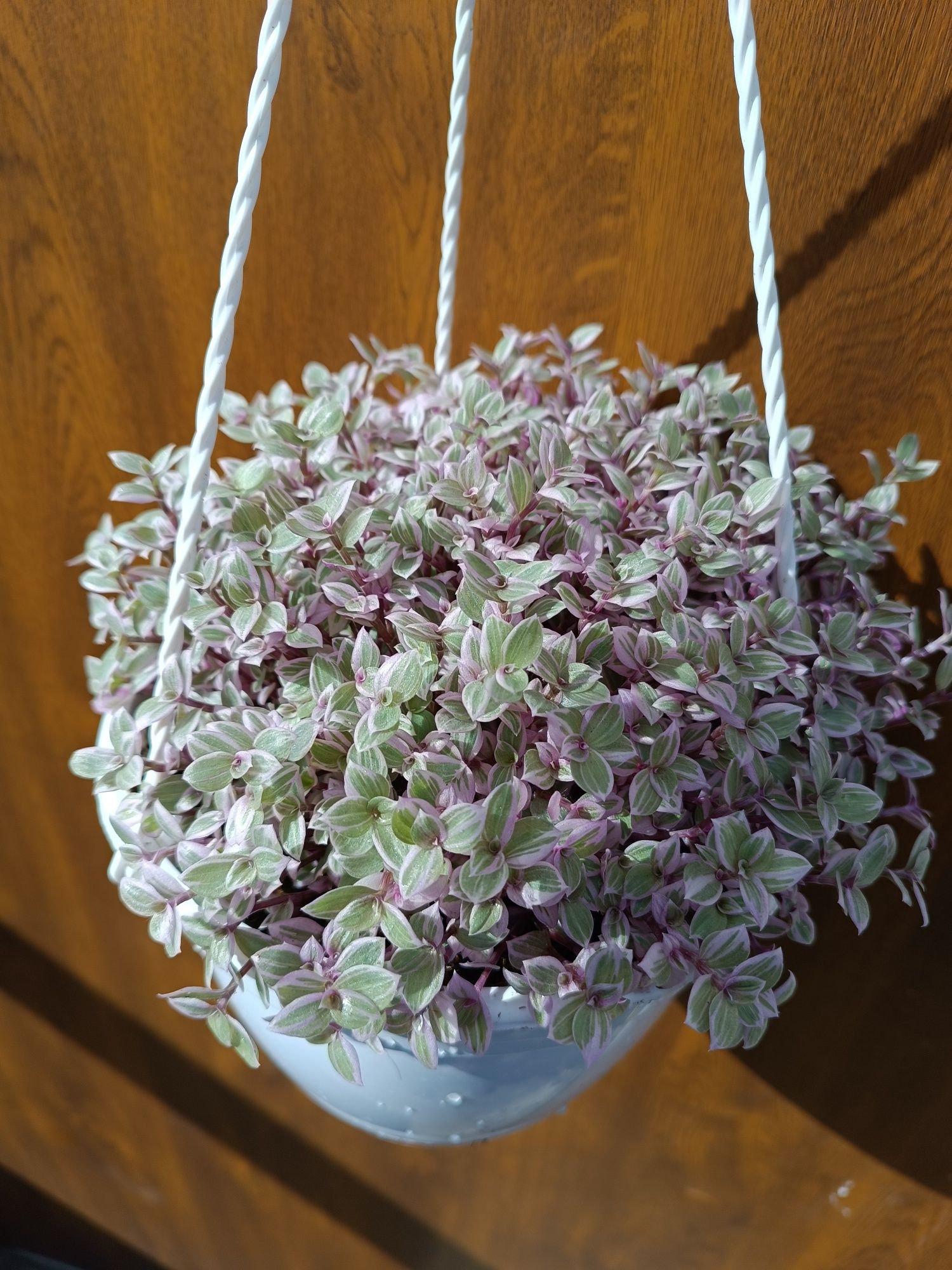 Callisia smużyna 'pink lady'