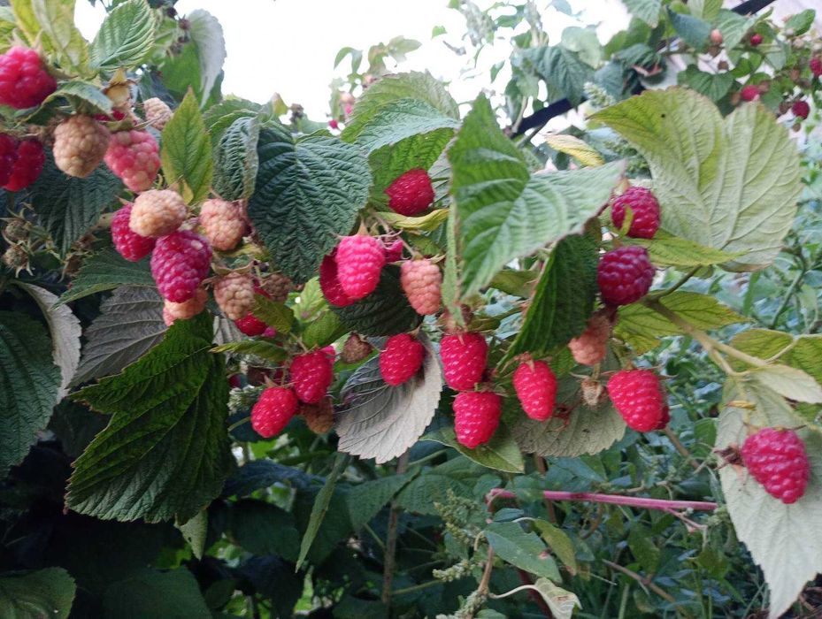 Продам ремонтантную малину энросадира, делнива.
