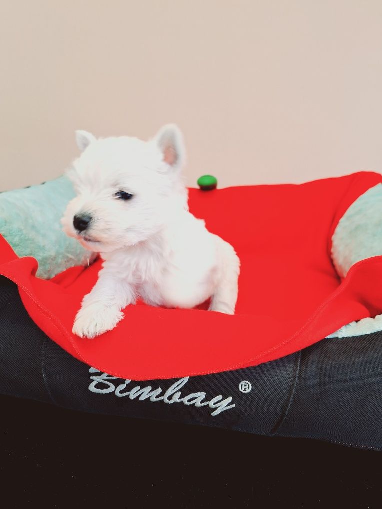 West Highland White Terrier piesek