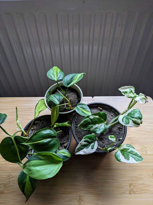 Кімнатні рослини фіалка, сциндаптус або потос, філодендрон