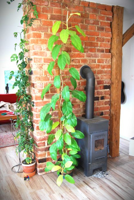 filodendron malaya gold philodendron