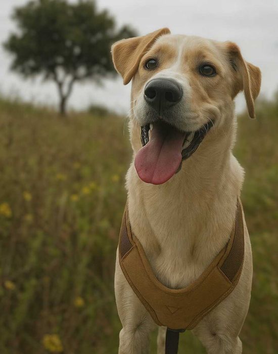 Floyd - cão médio para adoção