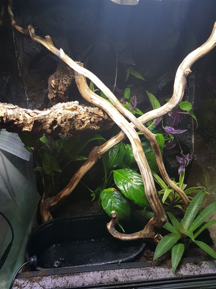 Terrarium 40x40x60 gekon