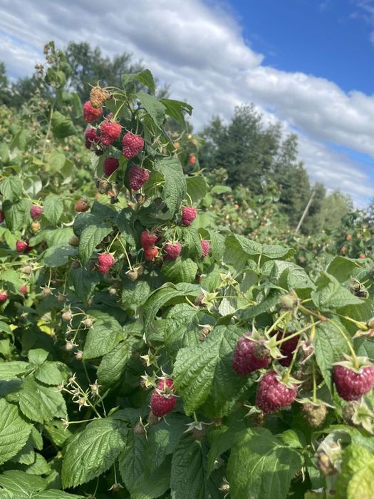 Саджанці малини полана