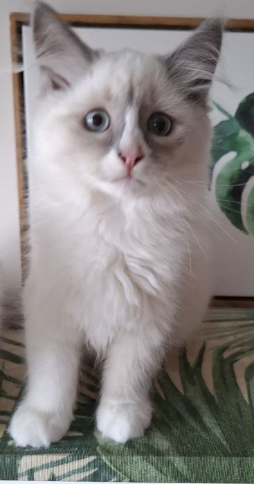 Kocurek Syberyjski WCF