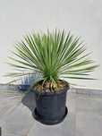 Yucca Rostrata juka mrozoodporna wysokość 73 cm z donicą