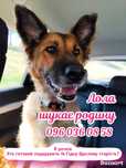 Німецька вівчарка, Лола, 8 років, подаруйте їй гідну щасливу тарість
