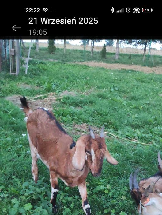 Do sprzedania koza i cap