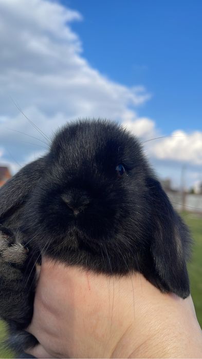 Міні кролики , чистокровні , висловухі баранчики,