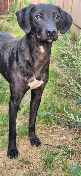 Piesek około 2 lata