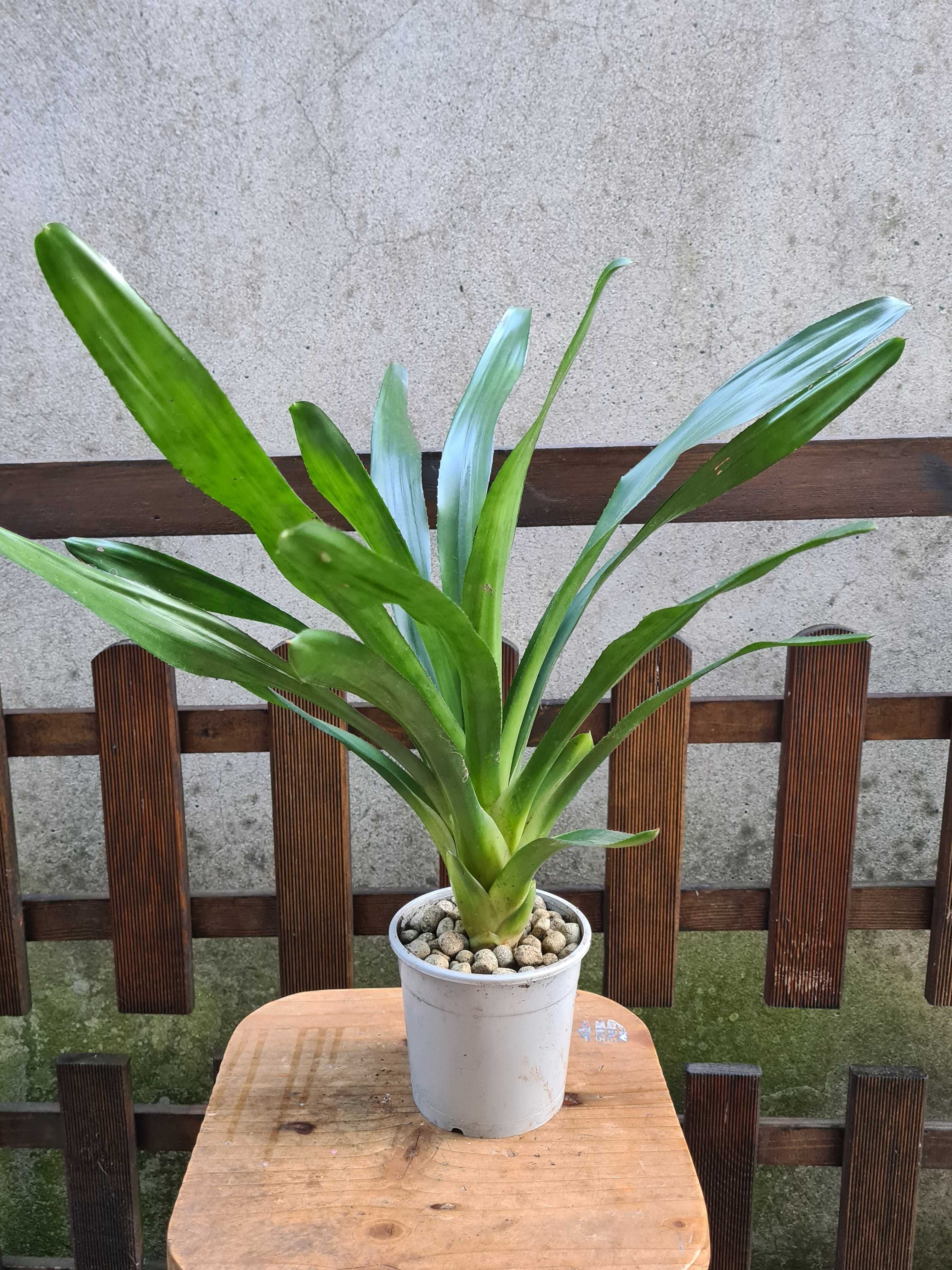 Neoregelia carolinae 'Bicolor' - Bromélia - Planta Envasada