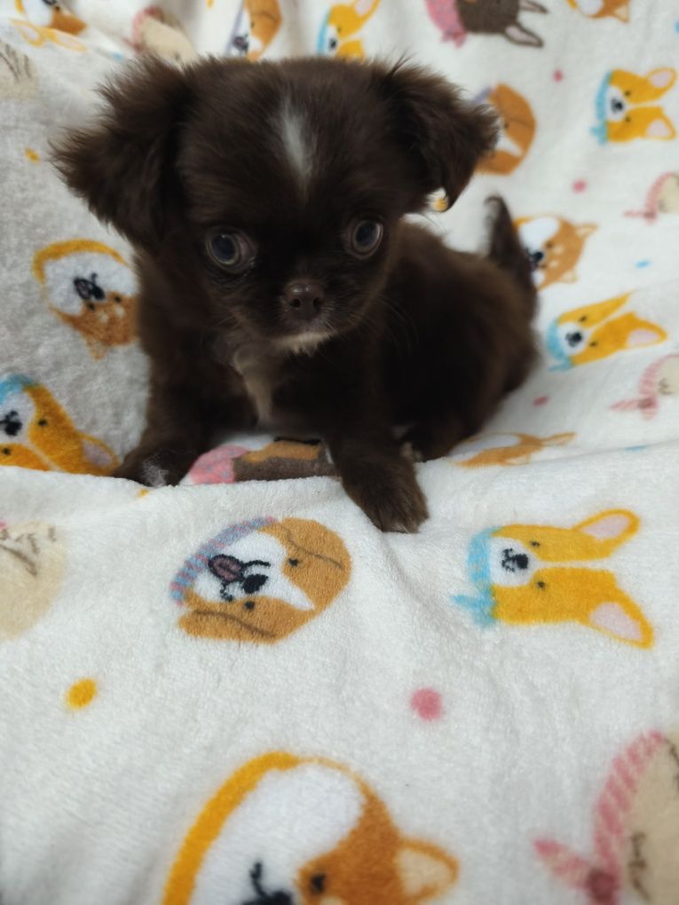 Chihuahua machinho  chocolate