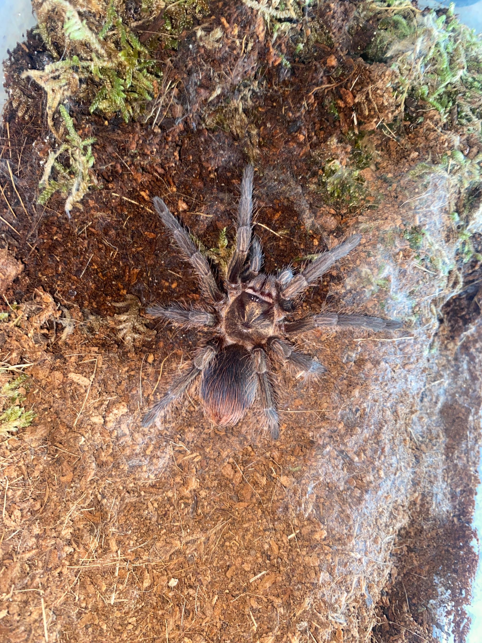 Phormictopus auratus – ptasznik złocisty l6