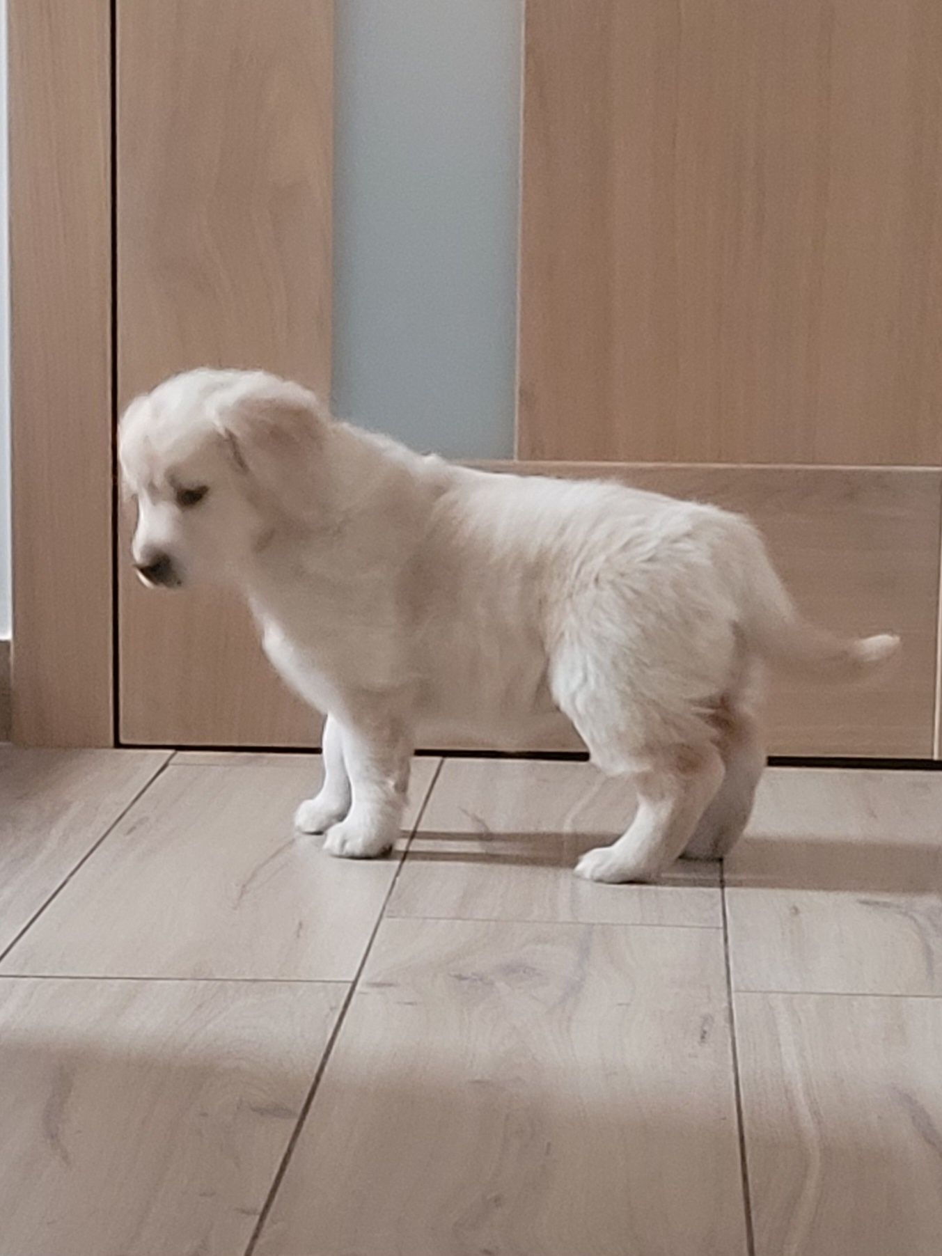 Golden Retriever Szczeniak