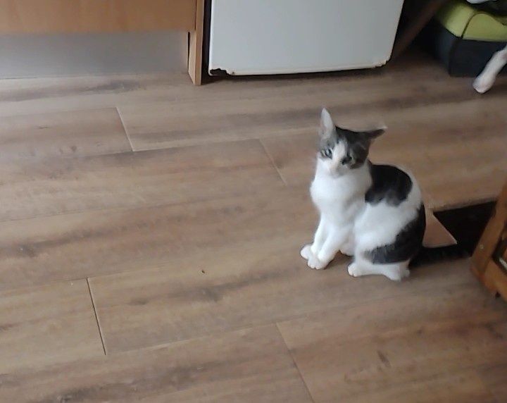 2 gatos para adoção