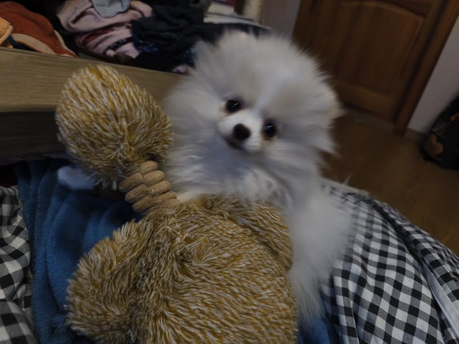 Померанский шпиц