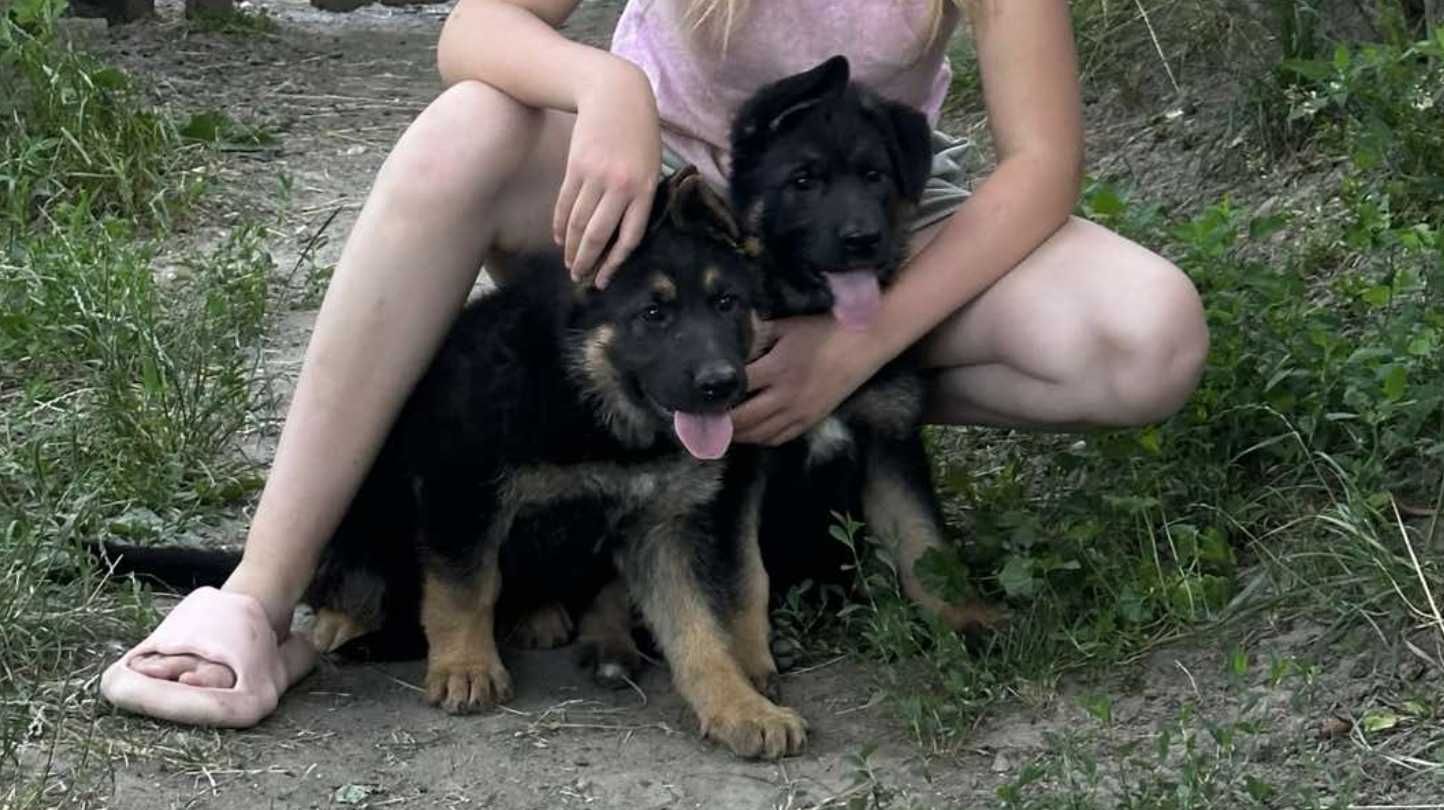 Цуценята німецької вівчарки