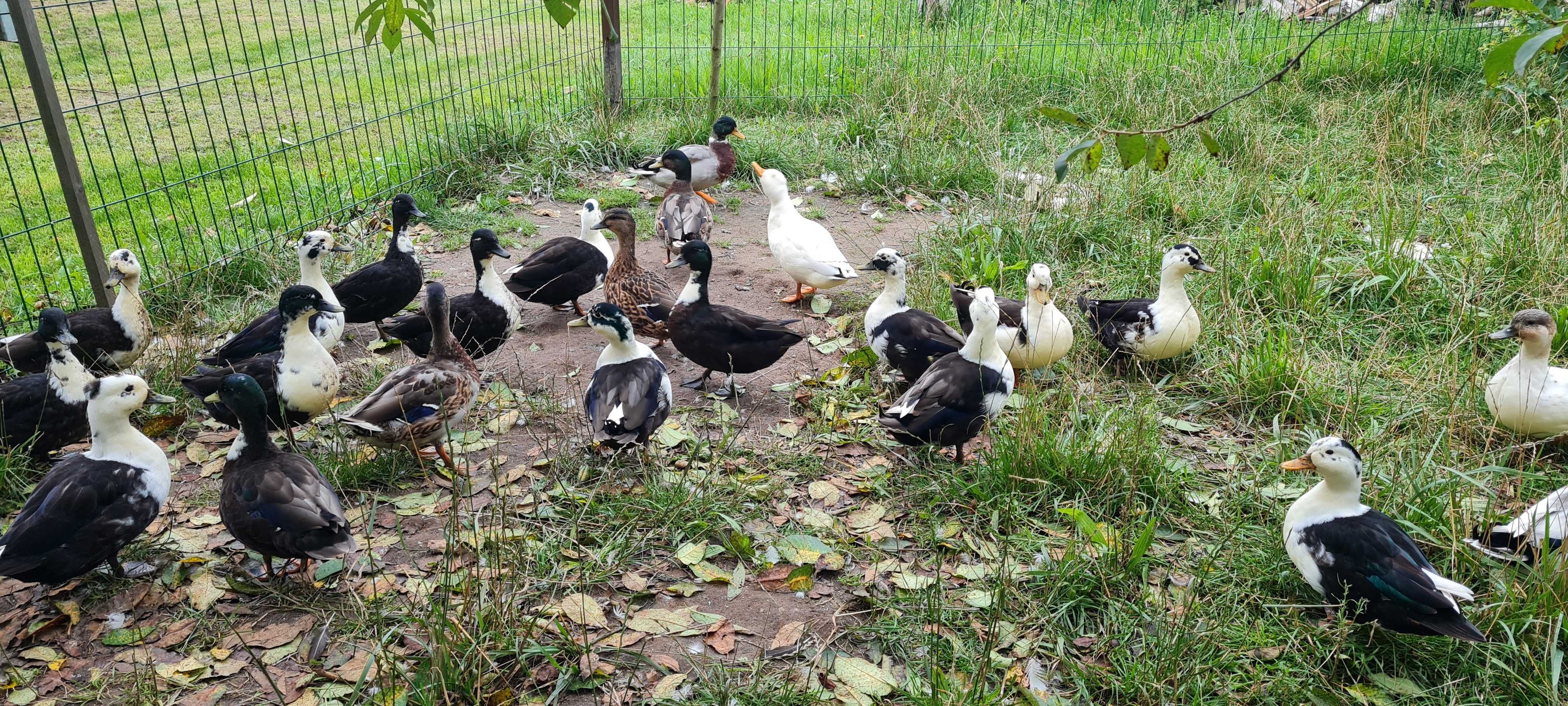 Kaczki Cull duck