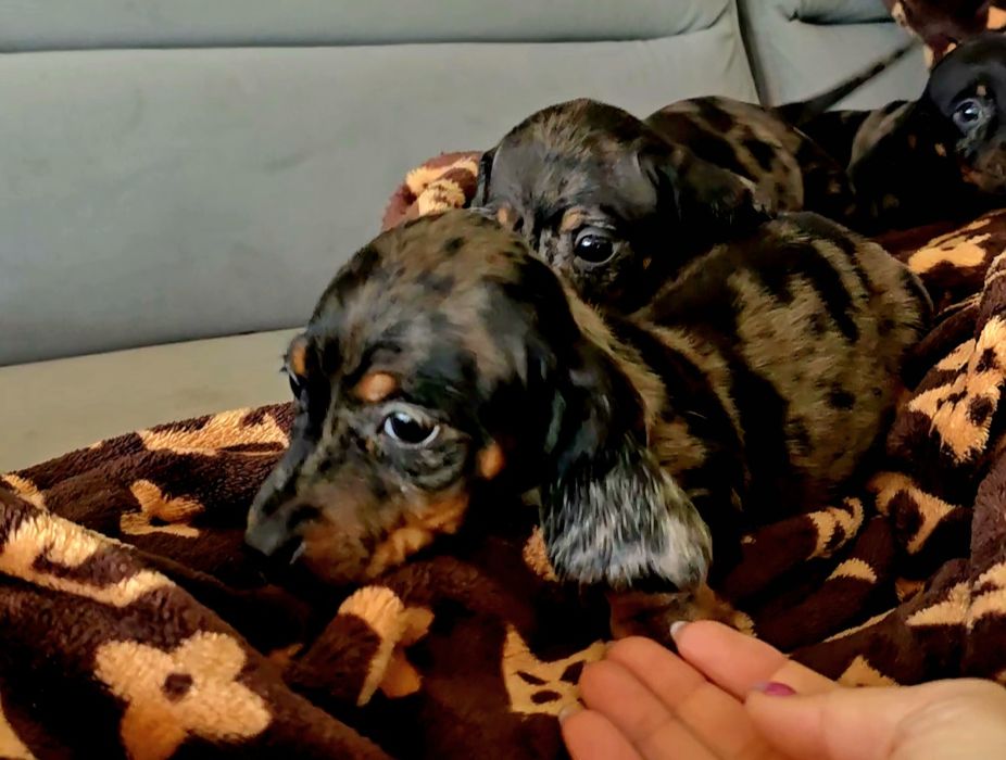 Jamnik miniatura śliczny piesek zapraszam serdecznie