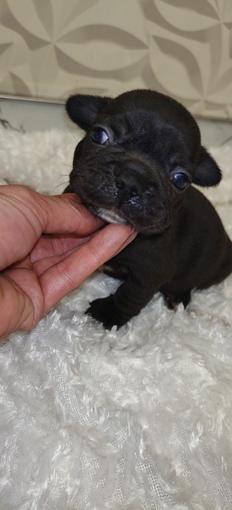 Buldog francuski