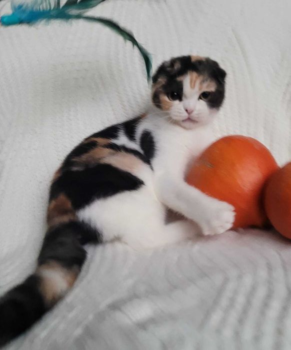 Scottish Straight calico грайлива та мила дівченка з Києва