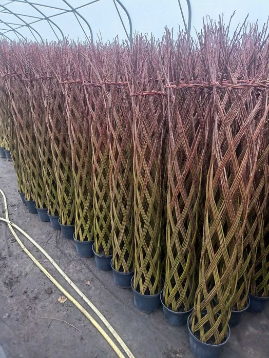 Wierzba pleciona wiklina ilości hurtowe