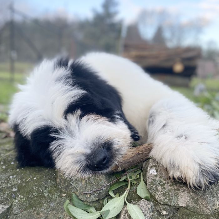 Szczeniak Owczarek Rumuński Mioritic. Hodowla FCI - Felix Pastor.