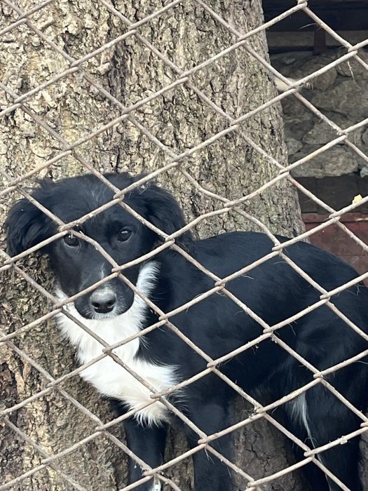 Віддам песиків в добрі руки