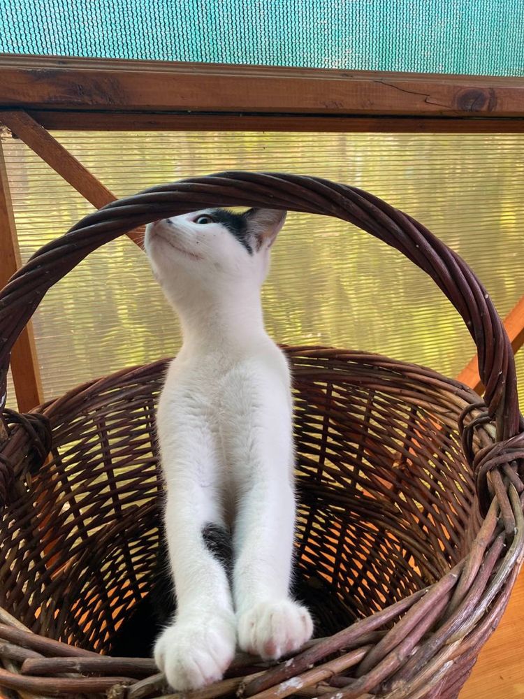 КОТИК ВІДДАМ в хороші руки