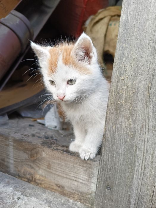 Oddam kotki w dobre ręce