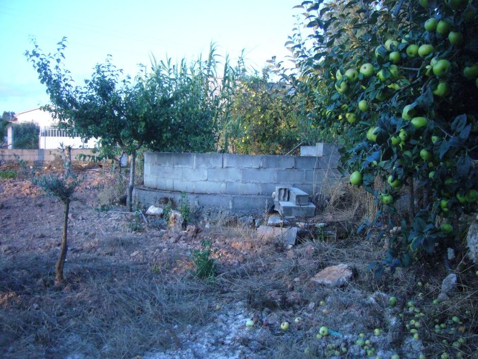 CASA c/ Terraço e c/Terreno, Arvores de Fruto e Olival