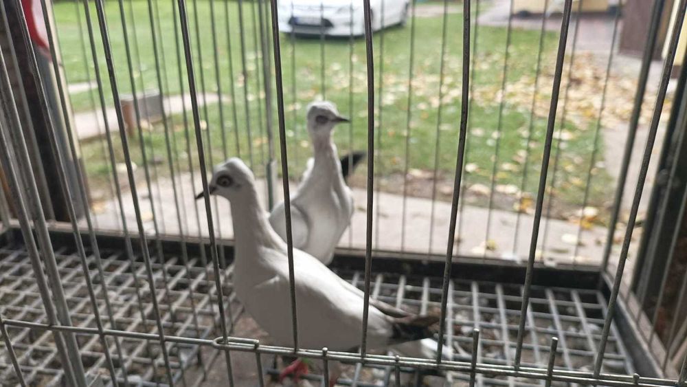 Gołębie Wiedeńskie 2025