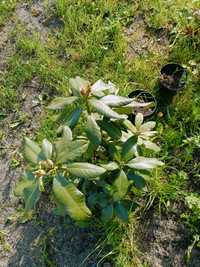 Rododendron czerwony, biały