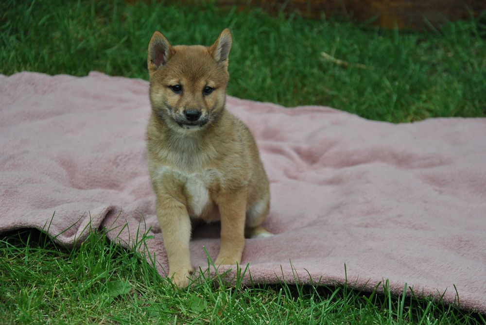 Shiba inu suczka ruda