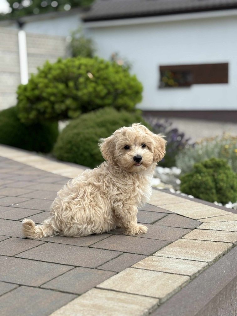 Piesek rasy Maltipoo