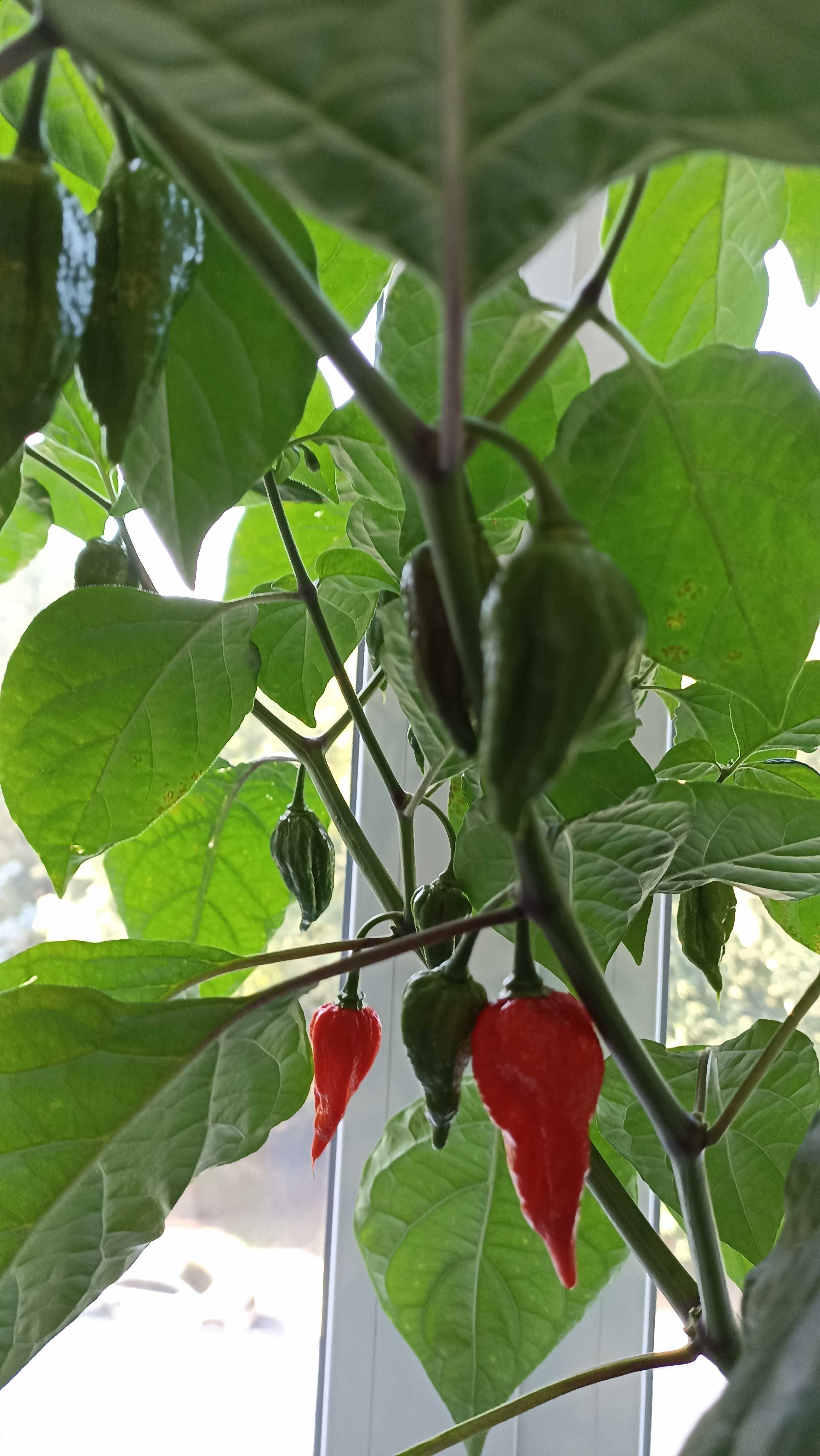 Саджанці супергострих перців Trinidad Scorpion Butch, Dorset Naga Red