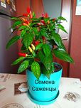 Перец комнатный "Tabasco" острый