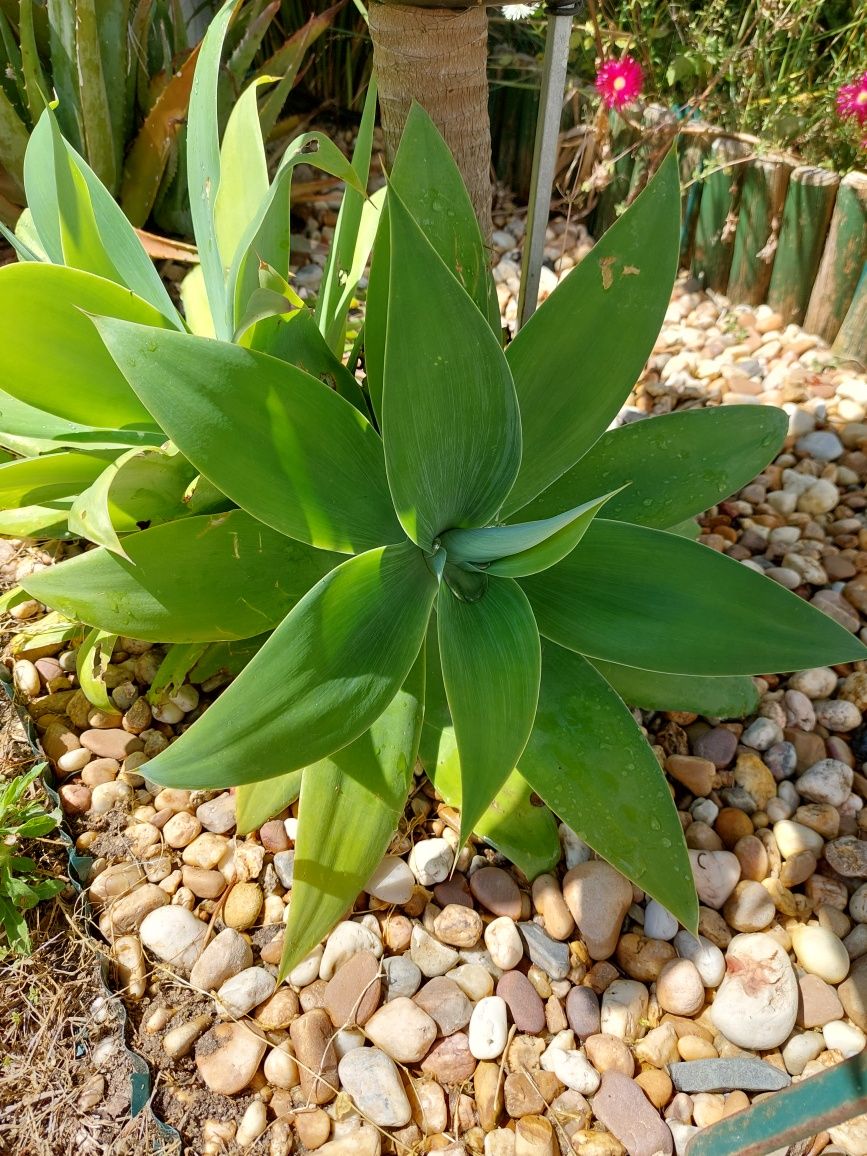 Agave (planta suculenta)