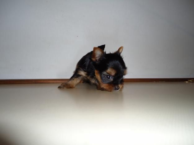 Yorkshire Terrier Super Miniatura