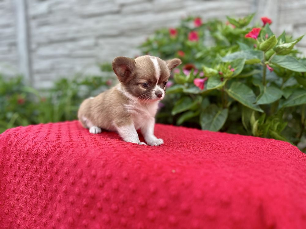 Suczka chihuahua z metryka FCI ZKwP