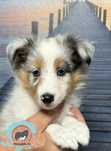 Owczarek Szetlandzki Sheltie suczka blue merle  Wwa
