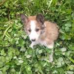 Border collie fêmea