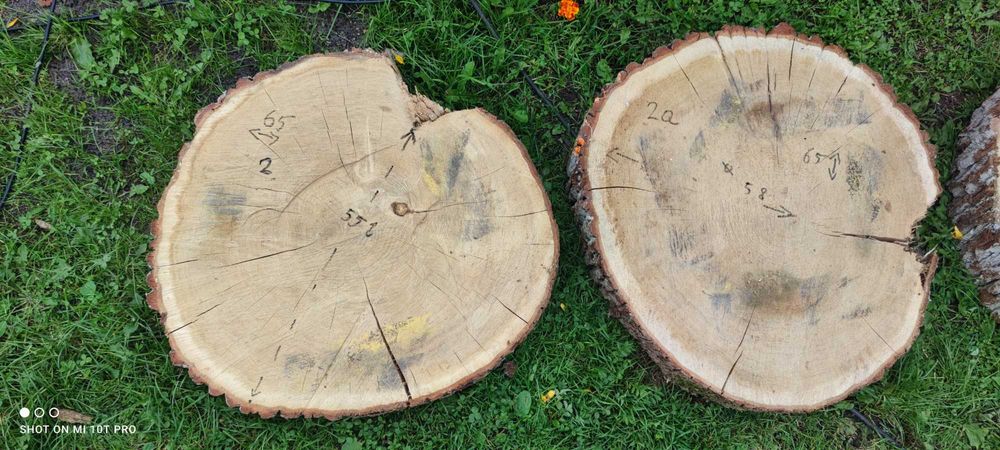 Plastry dębowe na stolik