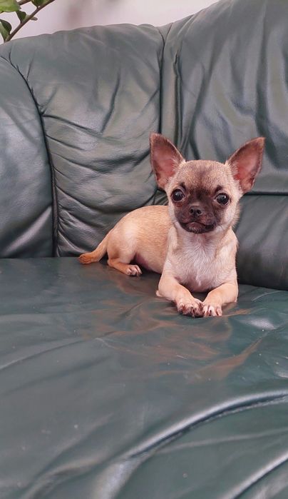 Śliczna suczka chihuahua
